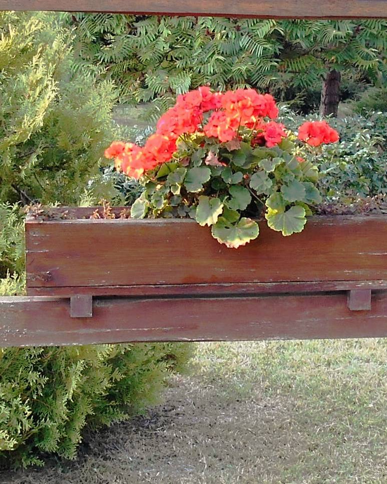 Muskátlival teli faláda a bejárati tábla alatt, mögötte tuják és lombos fák.